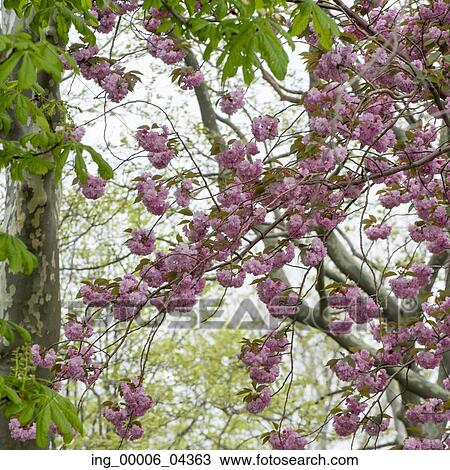 Blossoms on a tree, Liberty Island, Manhattan, New York City, New York State, USA View Large Photo Image Stock Image - Blossoms on a tree, Liberty Island, Manhattan, New York City, New York State, USA. Fotosearch