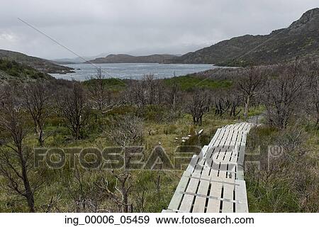 Stock Photo - Boardwalk near a lake, W-Trek, Torres del Paine National Park, Patagonia, Chile. Fotosearch