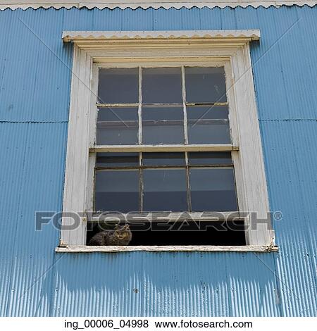 Cat in the window of a house, Valparaiso, Chile View Large Photo Image Stock Photo - Cat in the window of a house, Valparaiso, Chile. Fotosearch