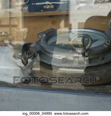 Cat looking out of a window, Valparaiso, Chile View Large Photo Image Stock Photography - Cat looking out of a window, Valparaiso, Chile. Fotosearch