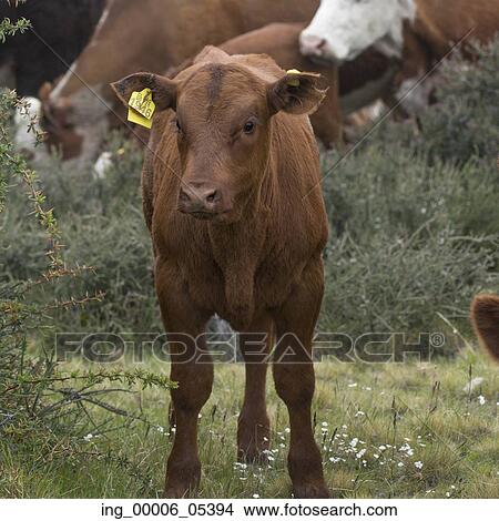 Cattle in field, Torres del Paine National Park, Patagonia, Chile View Large Photo Image Picture - Cattle in field, Torres del Paine National Park, Patagonia, Chile. Fotosearch