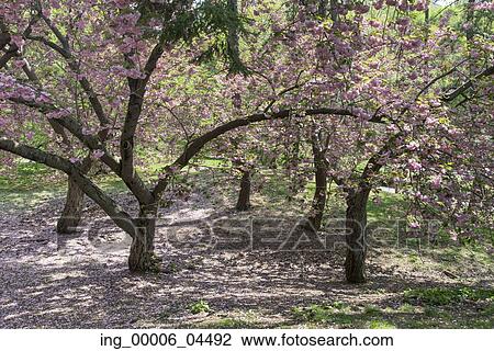 Stock Image - Cherry blossom tree in Central Park, Manhattan, New York City, New York State, USA. Fotosearch
