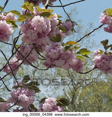 Cherry blossom tree in Central Park, Manhattan, New York City, New York State, USA View Large Photo Image Stock Photo - Cherry blossom tree in Central Park, Manhattan, New York City, New York State, USA. Fotosearch