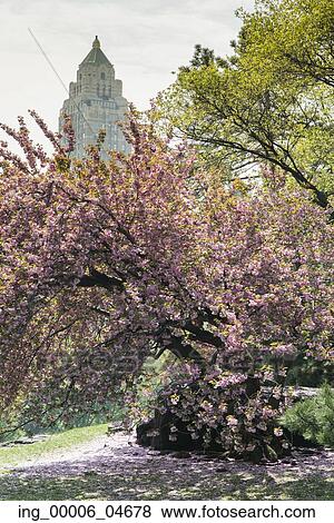 Stock Photo - Cherry blossom tree in Central Park, Manhattan, New York City, New York State, USA. Fotosearch