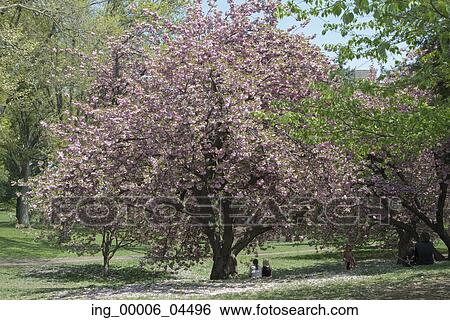 Cherry blossom tree in Central Park, Manhattan, New York City, New York State, USA View Large Photo Image Stock Photograph - Cherry blossom tree in Central Park, Manhattan, New York City, New York State, USA. Fotosearch