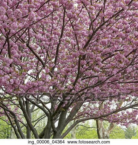 Picture - Cherry blossom tree, Liberty Island, Manhattan, New York City, New York State, USA. Fotosearch