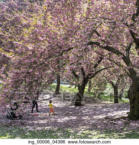 Cherry blossom trees in Central Park, Manhattan, New York City, New York State, USA View Large Photo Image Stock Photograph - Cherry blossom trees in Central Park, Manhattan, New York City, New York State, USA. Fotosearch