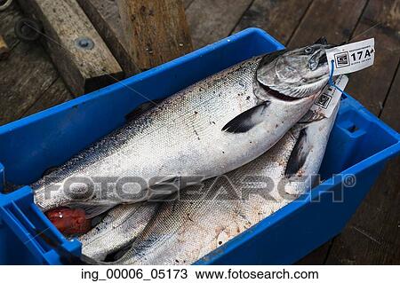 Chinook Salmon in containers, Westcoast Resort, Skeena-Queen Charlotte Regional District, Haida Gwaii, Graham Island, British Columbia, Canada View Large Photo Image Stock Image - Chinook Salmon in containers, Westcoast Resort, Skeena-Queen Charlotte Regional District, Haida Gwaii, Graham Island, British Columbia, Canada. Fotosearch