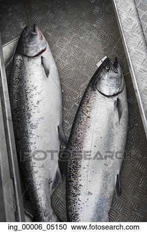 Chinook salmons, Skeena-Queen Charlotte Regional District, Haida Gwaii, Graham Island, British Columbia, Canada View Large Photo Image Stock Image - Chinook salmons, Skeena-Queen Charlotte Regional District, Haida Gwaii, Graham Island, British Columbia, Canada. Fotosearch