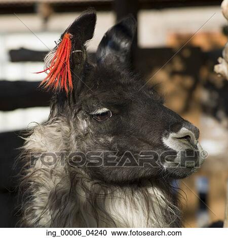 Close-up of a Llama, Toconao, San Pedro de Atacama, El Loa Province, Antofagasta Region, Chile View Large Photo Image Stock Image - Close-up of a Llama, Toconao, San Pedro de Atacama, El Loa Province, Antofagasta Region, Chile. Fotosearch