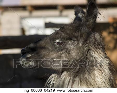 Close-up of a Llama, Toconao, San Pedro de Atacama, El Loa Province, Antofagasta Region, Chile View Large Photo Image Stock Photo - Close-up of a Llama, Toconao, San Pedro de Atacama, El Loa Province, Antofagasta Region, Chile. Fotosearch