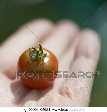 Picture - Close-up of a person&rsquo; s hand holding cherry tomato, Lake Of The Woods, Ontario, Canada. Fotosearch
