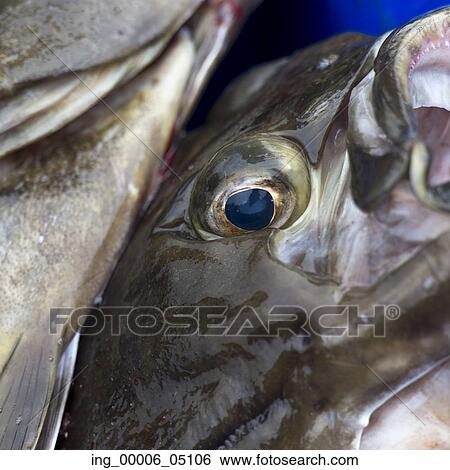 Stock Photograph - Close up of a pile of fish, Skeena-Queen Charlotte Regional District, Haida Gwaii, Graham Island, British Columbia, Canada. Fotosearch