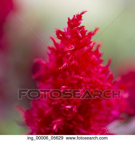 Stock Photo - Close-up of a red flower, Lake Of The Woods, Ontario, Canada. Fotosearch