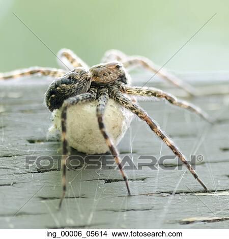 Picture - Close-up of a spider, Lake Of The Woods, Ontario, Canada. Fotosearch