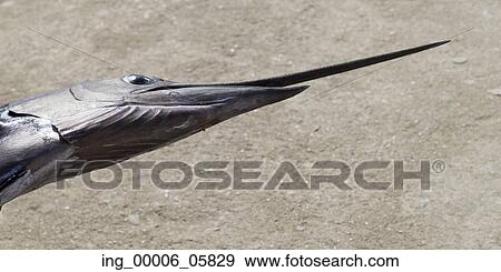 Stock Photo - Close-up of a swordfish, Zihuatanejo, Guerrero, Mexico. Fotosearch