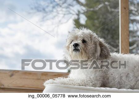 Close-up of a Zuchon dog resting on a cushion, Lake of the Woods, Ontario, Canada View Large Photo Image Stock Photo - Close-up of a Zuchon dog resting on a cushion, Lake of the Woods, Ontario, Canada. Fotosearch
