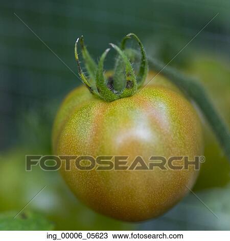 Stock Image - Close-up of Cherry tomatoes growing on a plant, Lake Of The Woods, Ontario, Canada. Fotosearch