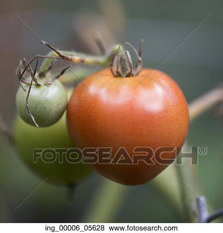 Close-up of Cherry tomatoes growing on a plant, Lake Of The Woods, Ontario, Canada View Large Photo Image Stock Photo - Close-up of Cherry tomatoes growing on a plant, Lake Of The Woods, Ontario, Canada. Fotosearch