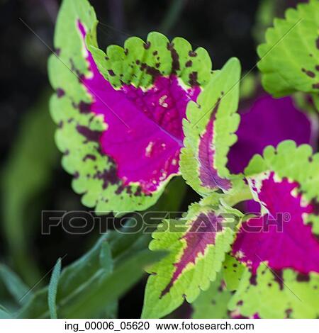 Stock Image - Close-up of colorful plant leaves, Lake Of The Woods, Ontario, Canada. Fotosearch
