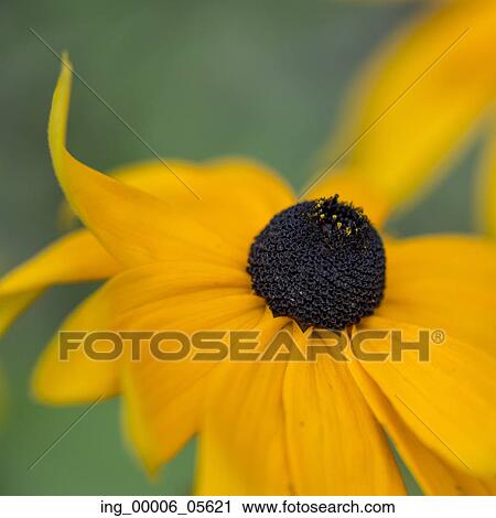 Stock Image - Close-up of detail of a yellow daisy, Lake Of The Woods, Ontario, Canada. Fotosearch