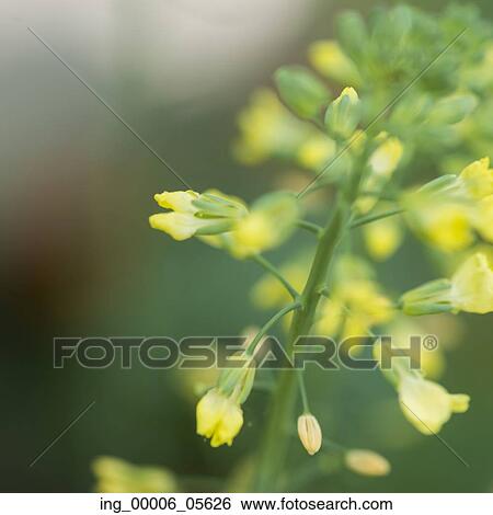 Stock Photograph - Close-up of flowers in bloom on a plant stem Lake Of The Woods, Ontario, Canada. Fotosearch
