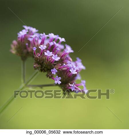 Close-up of flowers, Lake Of The Woods, Ontario, Canada View Large Photo Image Stock Image - Close-up of flowers, Lake Of The Woods, Ontario, Canada. Fotosearch
