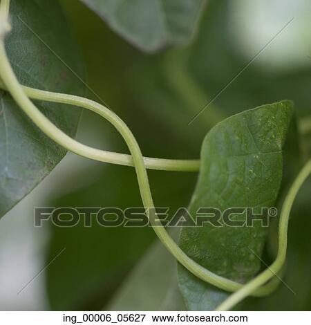 Stock Photo - Close-up of green leaves, Lake Of The Woods, Ontario, Canada. Fotosearch