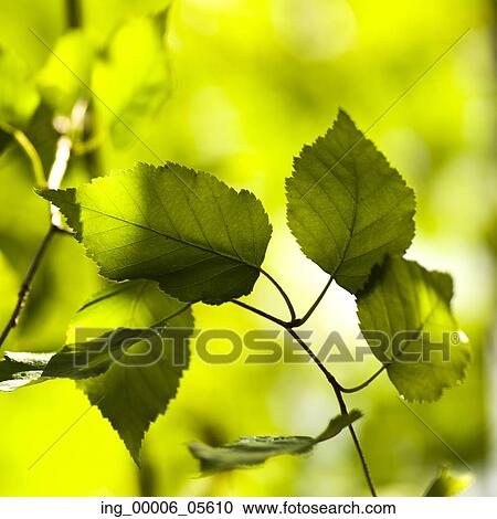 Close-up of leaves, Lake Of The Woods, Ontario, Canada View Large Photo Image Stock Image - Close-up of leaves, Lake Of The Woods, Ontario, Canada. Fotosearch