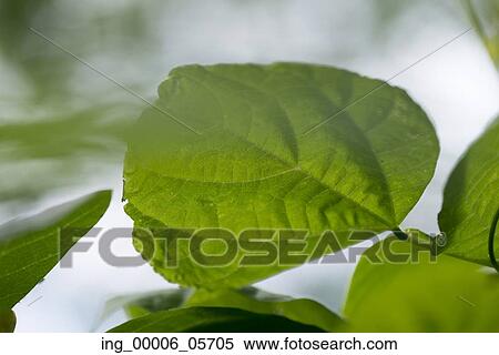 Close-up of leaves, Lake Of The Woods, Ontario, Canada View Large Photo Image Stock Photography - Close-up of leaves, Lake Of The Woods, Ontario, Canada. Fotosearch