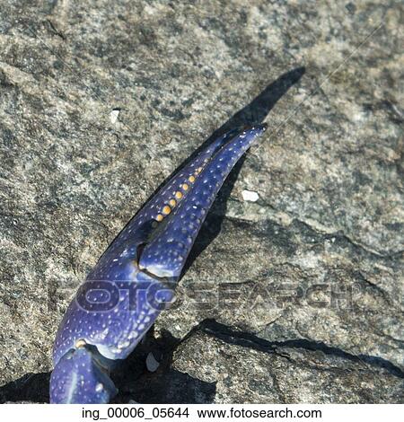 Picture - Close-up of leg of crab, Lake Of The Woods, Ontario, Canada. Fotosearch