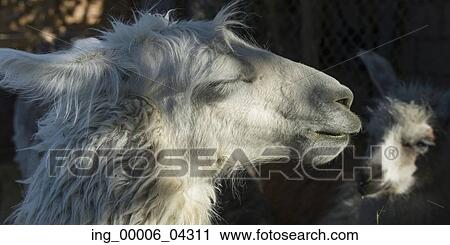 Close-up of Llama, Toconao, San Pedro de Atacama, El Loa Province, Antofagasta Region, Chile View Large Photo Image Stock Image - Close-up of Llama, Toconao, San Pedro de Atacama, El Loa Province, Antofagasta Region, Chile. Fotosearch