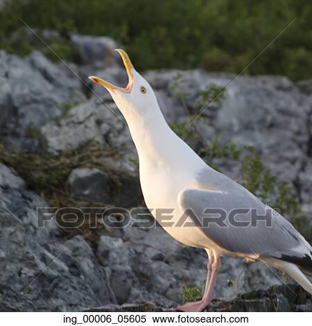 Stock Photography - Close-up of seagull with its mouth open, Lake Of The Woods, Ontario, Canada. Fotosearch