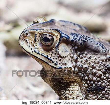 Stock Image - close-up photo of the Duttaphrynus melanostictus Asia toad. Fotosearch