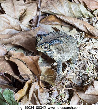 close-up photo of the Duttaphrynus melanostictus Asia toad View Large Photo Image Stock Image - close-up photo of the Duttaphrynus melanostictus Asia toad. Fotosearch