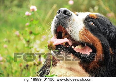Closeup portrait of a friendly dog View Large Photo Image Stock Image - Closeup portrait of a friendly dog. Fotosearch