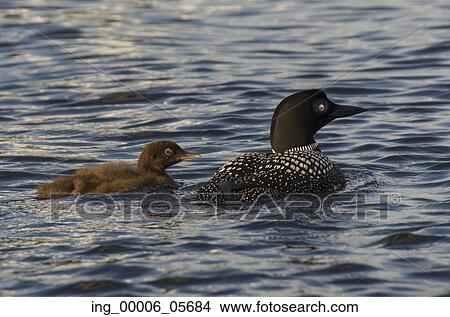 Common Loon (Gavia immer) with its young one in a lake, Lake Of The Woods, Ontario, Canada View Large Photo Image Picture - Common Loon (Gavia immer) with its young one in a lake, Lake Of The Woods, Ontario, Canada. Fotosearch