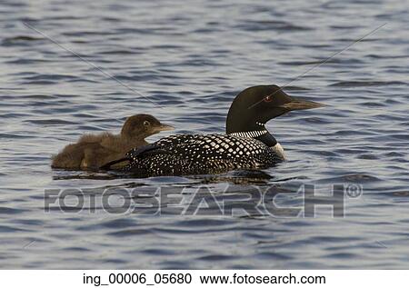 Common Loon (Gavia immer) with its young one in a lake, Lake Of The Woods, Ontario, Canada View Large Photo Image Stock Image - Common Loon (Gavia immer) with its young one in a lake, Lake Of The Woods, Ontario, Canada. Fotosearch