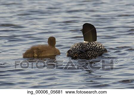 Common Loon (Gavia immer) with its young one in a lake, Lake Of The Woods, Ontario, Canada View Large Photo Image Stock Image - Common Loon (Gavia immer) with its young one in a lake, Lake Of The Woods, Ontario, Canada. Fotosearch