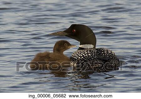 Common Loon (Gavia immer) with its young one in a lake, Lake Of The Woods, Ontario, Canada View Large Photo Image Stock Image - Common Loon (Gavia immer) with its young one in a lake, Lake Of The Woods, Ontario, Canada. Fotosearch