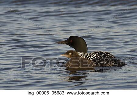 Common Loon (Gavia immer) with its young one in a lake, Lake Of The Woods, Ontario, Canada View Large Photo Image Stock Image - Common Loon (Gavia immer) with its young one in a lake, Lake Of The Woods, Ontario, Canada. Fotosearch