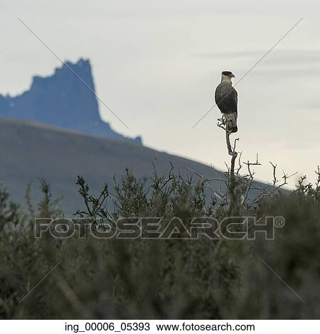 Condor perching on tree, Torres del Paine National Park, Patagonia, Chile View Large Photo Image Stock Image - Condor perching on tree, Torres del Paine National Park, Patagonia, Chile. Fotosearch