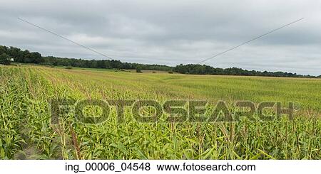 Corn field in Thurso, Quebec, Canada View Large Photo Image Stock Photo - Corn field in Thurso, Quebec, Canada. Fotosearch
