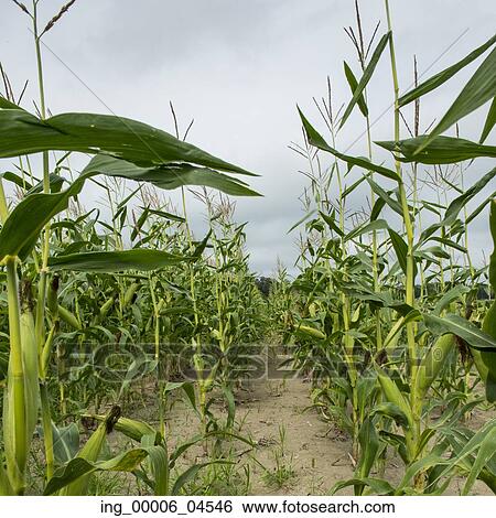 Corn field in Thurso, Quebec, Canada View Large Photo Image Stock Photograph - Corn field in Thurso, Quebec, Canada. Fotosearch