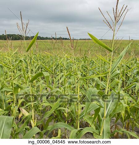 Stock Photography - Corn field in Thurso, Quebec, Canada. Fotosearch