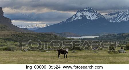 Cow grazing in a field, Patagonia, Chile View Large Photo Image Picture - Cow grazing in a field, Patagonia, Chile. Fotosearch