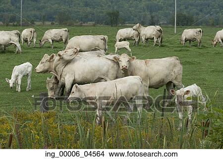 Picture - Cows grazing in a field, Quebec, Canada. Fotosearch
