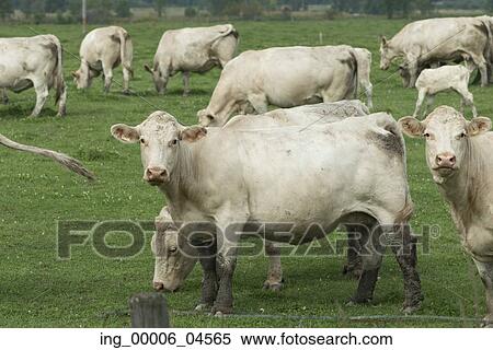 Stock Photography - Cows grazing in a field, Quebec, Canada. Fotosearch