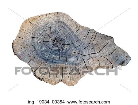 Picture - cracking teak tree slice texture on the white&#xA;. Fotosearch