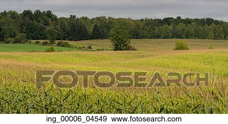 Stock Photo - Crop on farmland in rural Quebec, Canada. Fotosearch